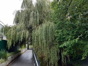 Eine Weide am Aa-Radweg in Borken musste aufgrund der akuten Standunsicherheit und die daraus resultierende Gefährdung nun entnommen werden.