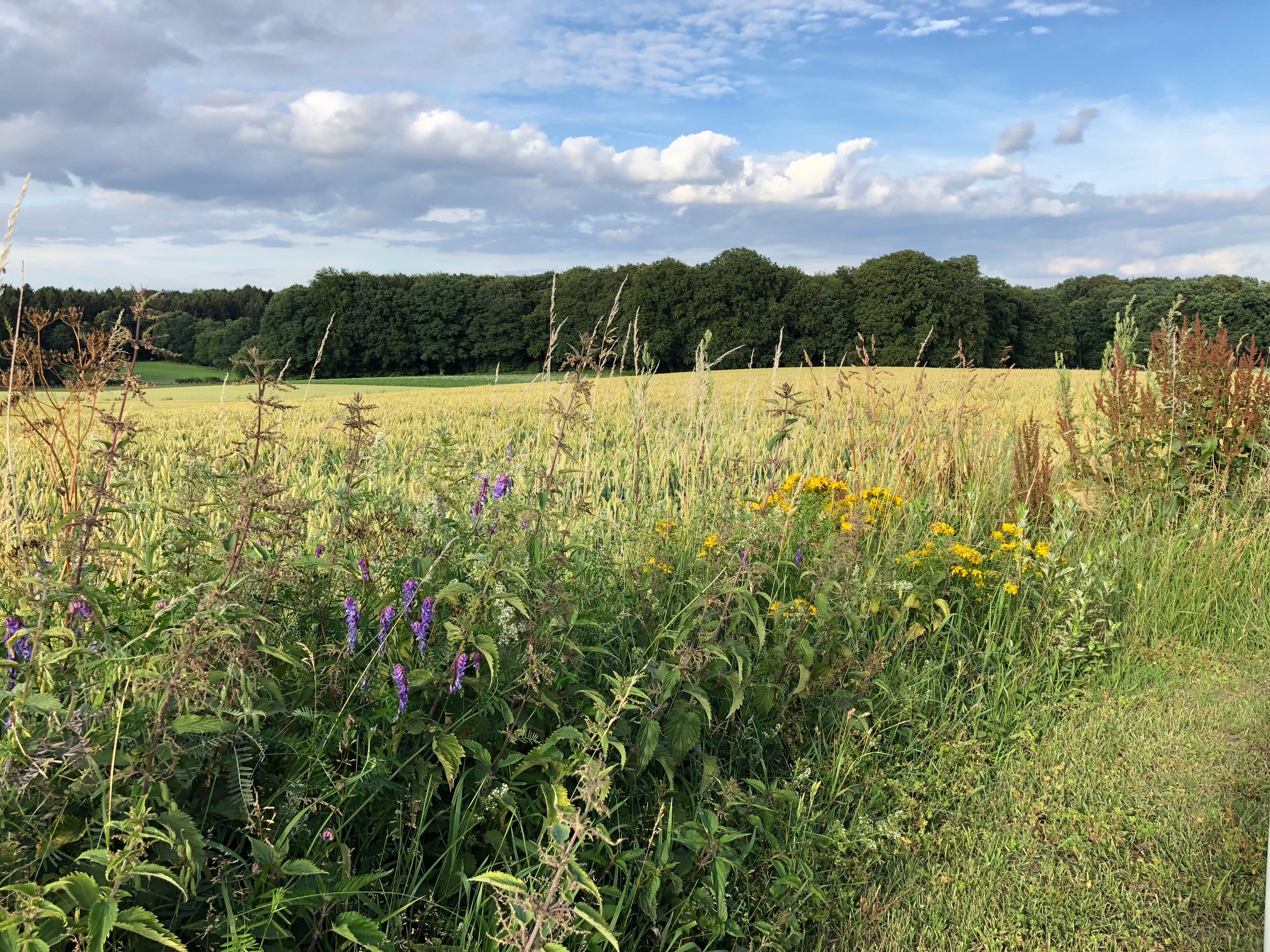 Biodiversität an Wirtschaftswegen (Archiv).