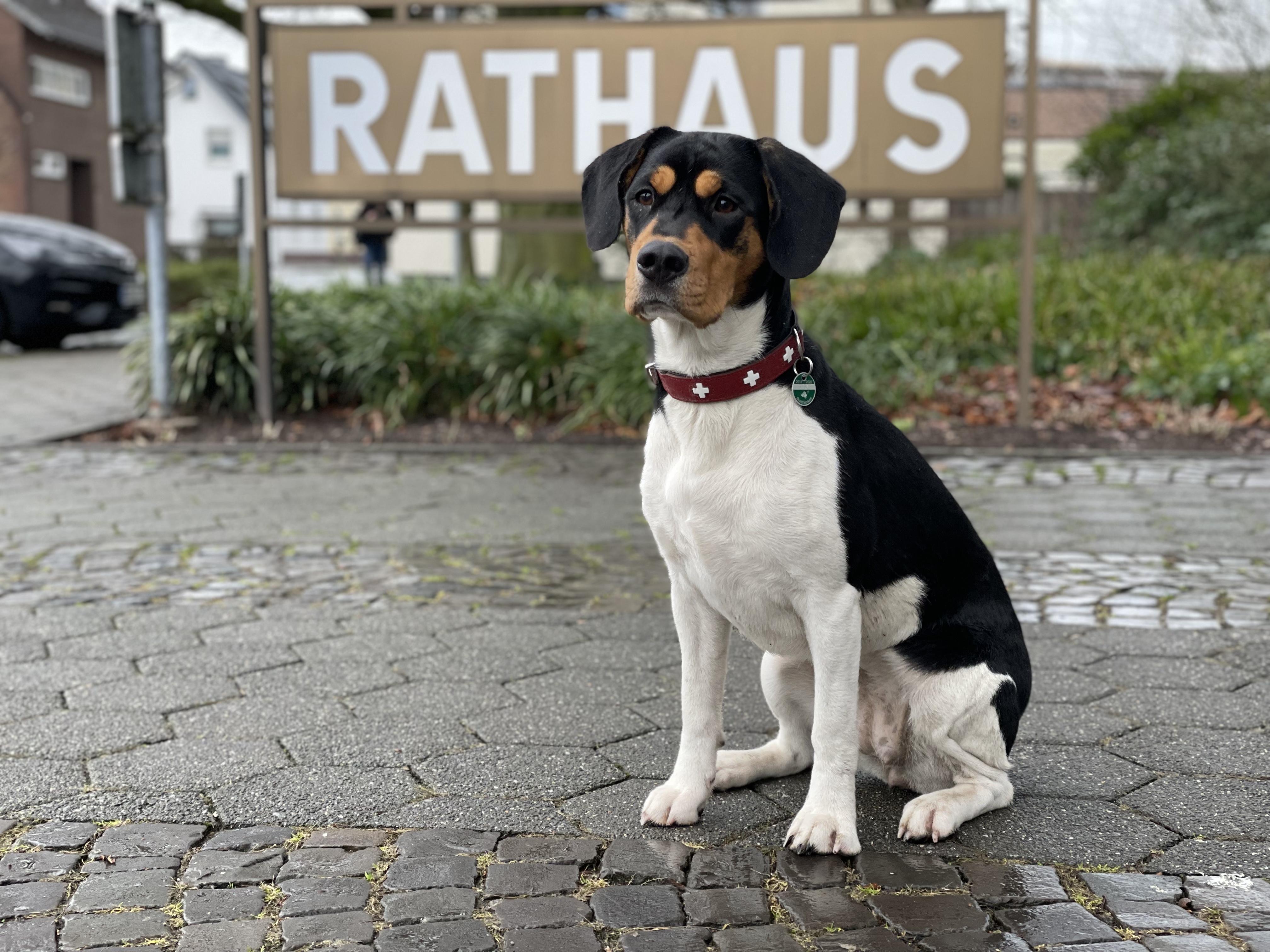 Die Hundebestandsaufnahme im Stadtgebiet Borken wird bis zum 30. Juli 2022 verlängert.