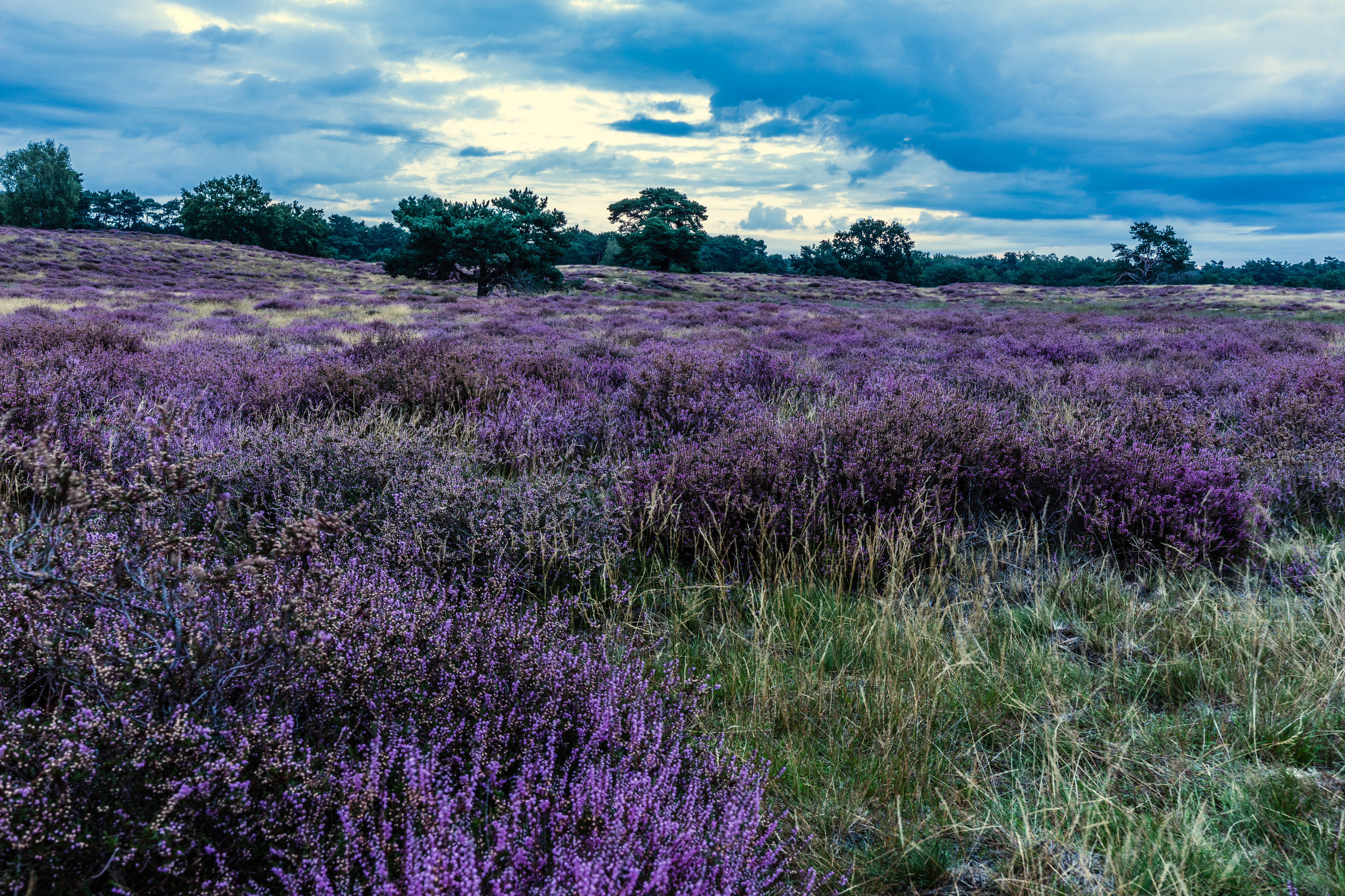 Haltern Westruper Heide