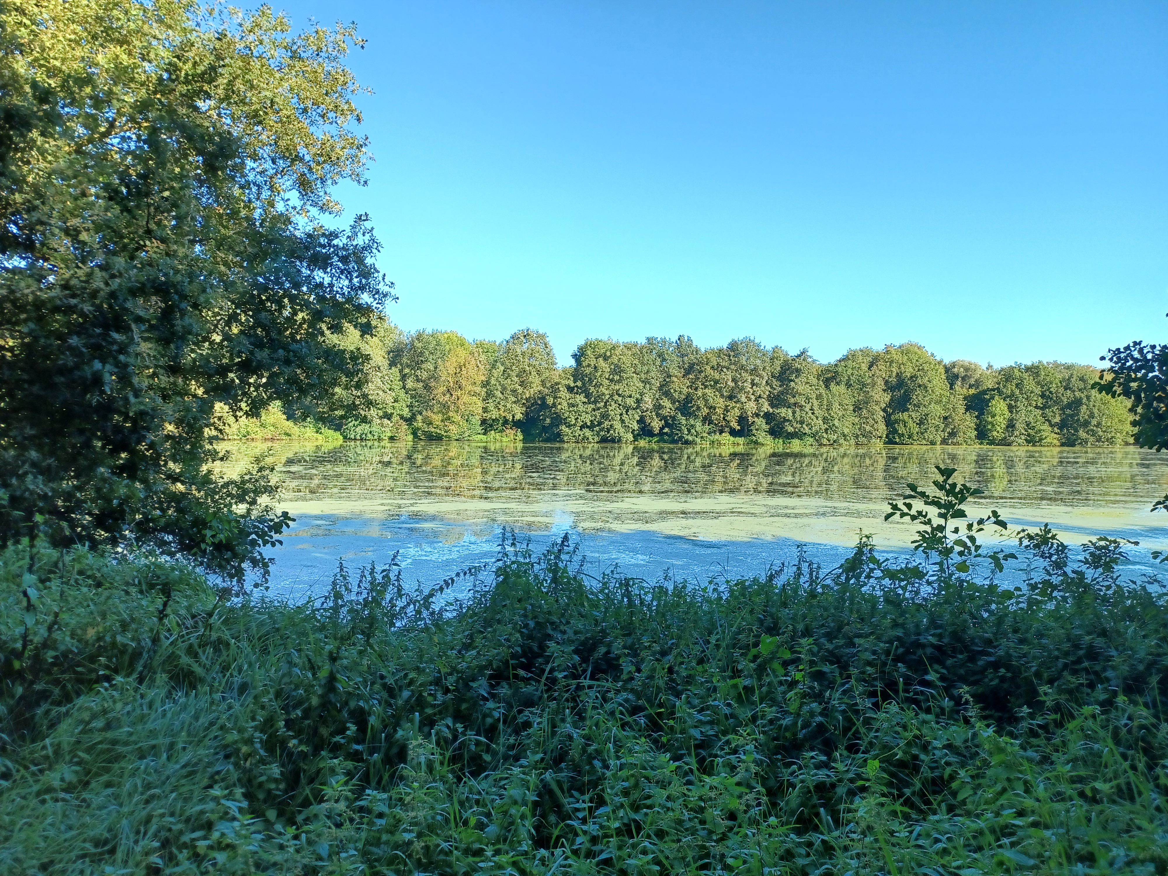 Um die Gänsepopulation am Pröbstingsee in Borken-Hoxfeld einzudämmen, wird nun ein Grünstreifen in Gewässernähe nicht mehr gemäht. Dadurch soll der Lebensraum für Gänse dort unattraktiv gestaltet werden.