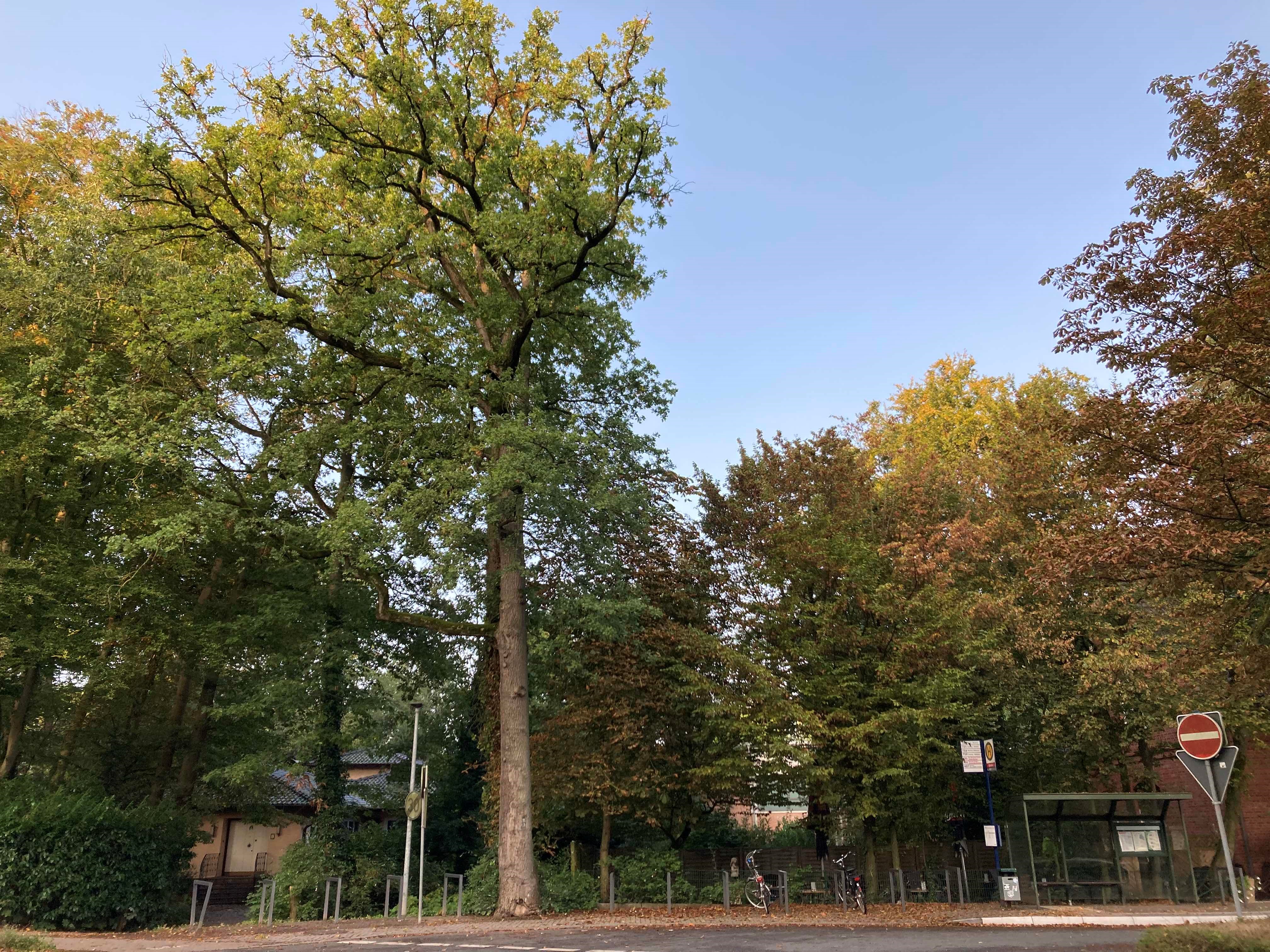 Baumpflegemaßnahme in Burlo: Eine Eiche im Bereich der Fahrradständer auf dem Alexanderplatz wird eingekürzt.